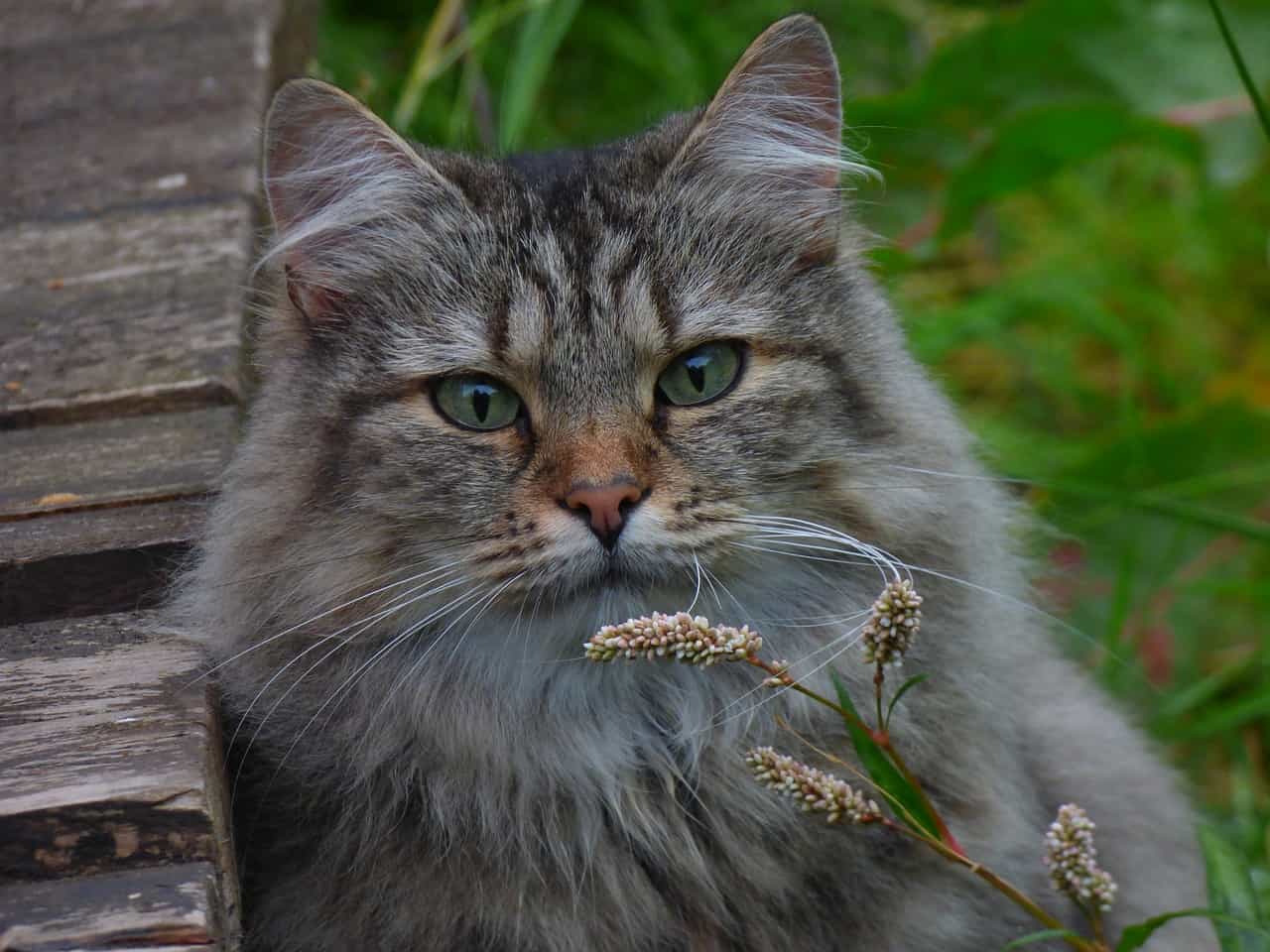 chat norvégien caractère